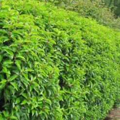 Laurel (Prunus Laurocerasus 'Rotundifolia') Large Multi-stemmed Bushy Bare Root Evergreen Hedging Plants -Growhaus Zone l Laurel 4