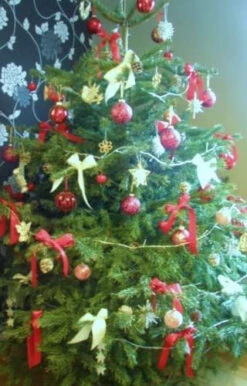 Nordmann (Abies Nordmanniana) Christmas Tree Field Grown Bare Root Tree Whip Plants Sapling - 15-25cm -Growhaus Zone l Nordmann 3