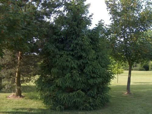 Norway Spruce (Picea Abies) Field Grown Evergreen Bare Root Tree Whip Sapling 3 Norway Spruce (Picea Abies) Field Grown Evergreen Bare Root Tree Whip Sapling