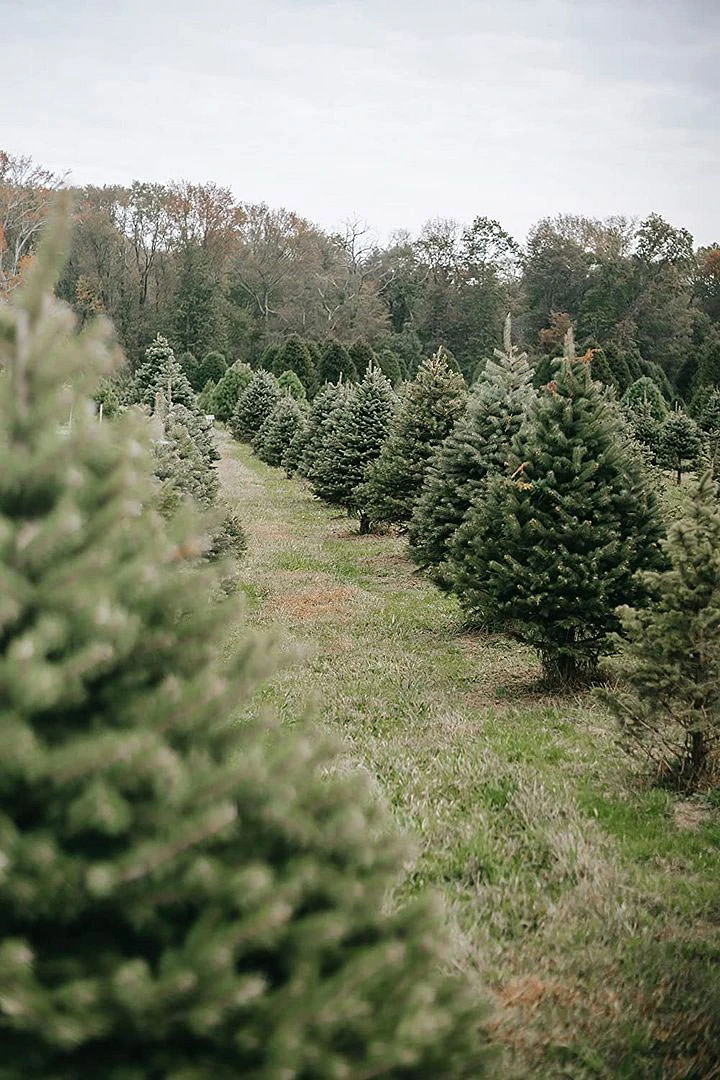Norway Spruce (Picea Abies) Field Grown Evergreen Bare Root Tree Whip Sapling 4 Norway Spruce (Picea Abies) Field Grown Evergreen Bare Root Tree Whip Sapling - Image 2