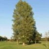 Poplar (Populus Nigra) Field Grown Bare Root Hedging Plants - 4-5ft