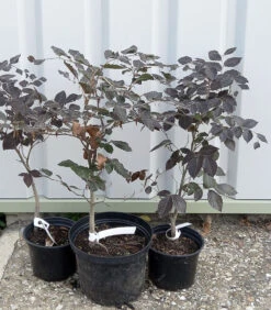 5 X 2ft Tall Potted Purple Copper Beech Native Hedge Plant Saplings Semi-evergreen Hedging -Growhaus Zone l Purple Beech 12