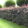 Purple Beech (Fagus Sylvatica Atropunicea) Semi-Evergreen Field Grown Hedging