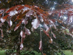 5 X 2ft Tall Potted Purple Copper Beech Native Hedge Plant Saplings Semi-evergreen Hedging -Growhaus Zone l Purple Beech 2