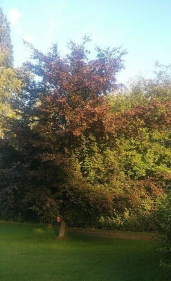 5 X 2ft Tall Potted Purple Copper Beech Native Hedge Plant Saplings Semi-evergreen Hedging -Growhaus Zone l Purple Beech 3