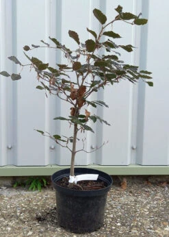 5 X 2ft Tall Potted Purple Copper Beech Native Hedge Plant Saplings Semi-evergreen Hedging -Growhaus Zone l Purple Beech 5
