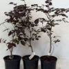 5 X 2ft Tall Potted Purple Copper Beech Native Hedge Plant Saplings Semi-evergreen Hedging