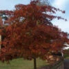 Red Oak (Quercus Rubra) Field Grown Hedging Plants - 2-3ft -Growhaus Zone l Red Oak 1
