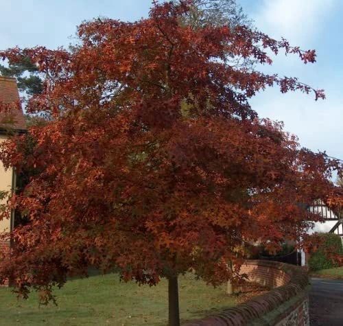 Red Oak (Quercus Rubra) Field Grown Hedging Plants - 2-3ft 3 Red Oak (Quercus Rubra) Field Grown Hedging Plants - 2-3ft