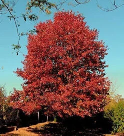 Red Oak (Quercus Rubra) Field Grown Hedging Plants - 2-3ft 7 Red Oak (Quercus Rubra) Field Grown Hedging Plants - 2-3ft -Growhaus Zone l Red Oak 3
