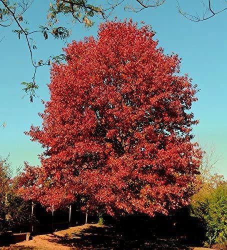 Red Oak (Quercus Rubra) Field Grown Hedging Plants - 2-3ft 5 Red Oak (Quercus Rubra) Field Grown Hedging Plants - 2-3ft - Image 3