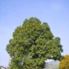 Sessile Oak (Quercus Petraea) Field Grown Bare Root Hedging Plants - 3-4ft -Growhaus Zone l Sessile Oak 1