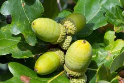 Sessile Oak (Quercus Petraea) Field Grown Bare Root Hedging Plants - 3-4ft -Growhaus Zone l Sessile Oak 3