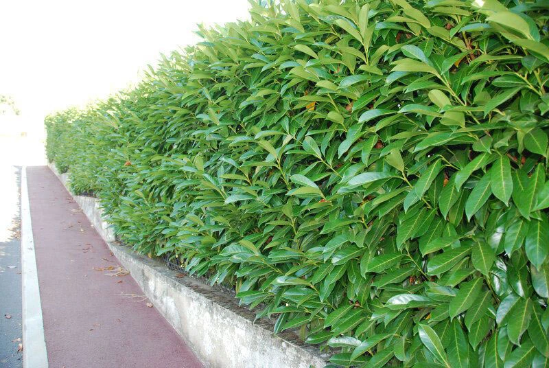 Shady Laurel Evergreen Hedge Plants Hardy Bare Root 3 Shady Laurel Evergreen Hedge Plants Hardy Bare Root