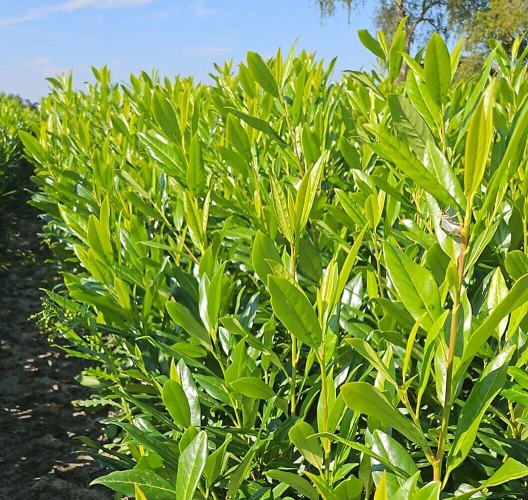 Shady Laurel Evergreen Hedge Plants Hardy Bare Root 7 Shady Laurel Evergreen Hedge Plants Hardy Bare Root - Image 5