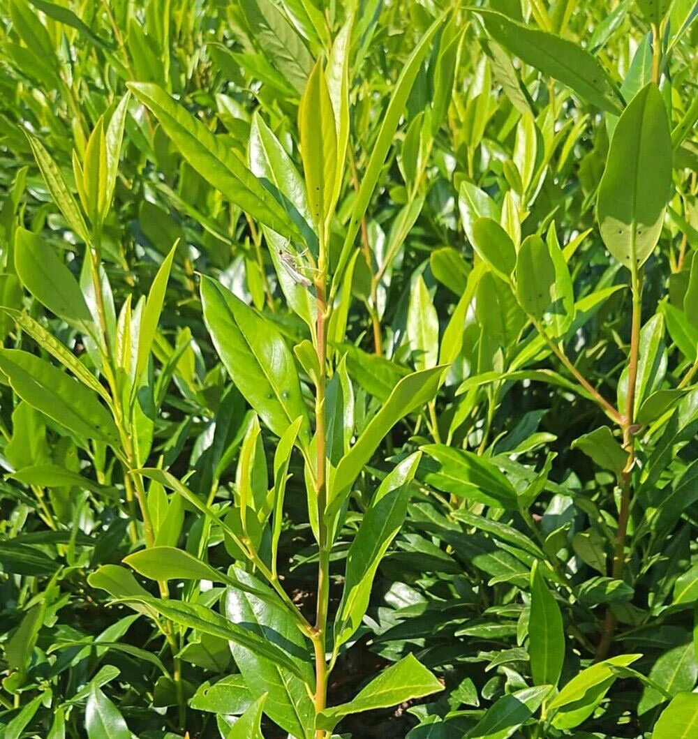 Shady Laurel Evergreen Hedge Plants Hardy Bare Root 6 Shady Laurel Evergreen Hedge Plants Hardy Bare Root - Image 4