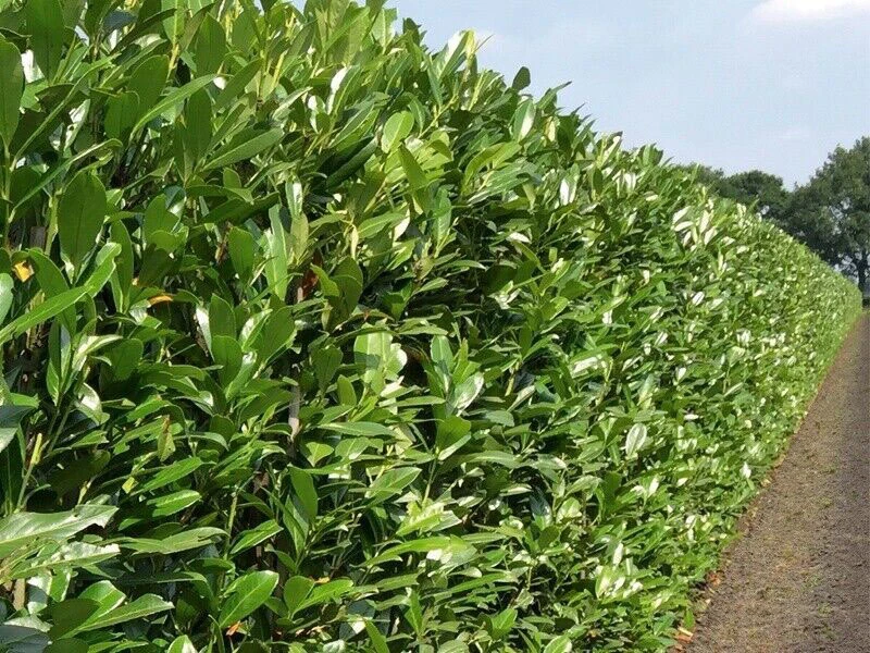 Shady Laurel Evergreen Hedge Plants Hardy Bare Root 5 Shady Laurel Evergreen Hedge Plants Hardy Bare Root - Image 3