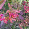 Spindle (Euonymus Europaeus) Field Grown Hedging Plants 3-4ft 1 Spindle (Euonymus Europaeus) Field Grown Hedging Plants 3-4ft -Growhaus Zone l Spindle 1