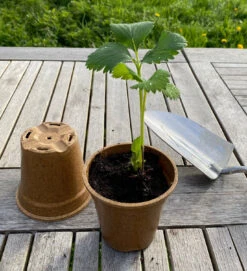 Nutley's Biodegradable 9cm Plant Pots Bamboo Style 11 Nutley's Biodegradable 9cm Plant Pots Bamboo Style -Growhaus Zone l Vipot9cmwithstrawberryandtrowel 1024x1024@2x
