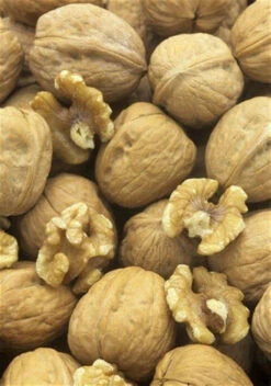 Walnut (Juglans Regia) Field Grown Saplings Hedging Plants - 40-60cm 7 Walnut (Juglans Regia) Field Grown Saplings Hedging Plants - 40-60cm -Growhaus Zone l Walnut 3