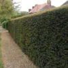 Yew (Taxus Baccata) Evergreen Bare Root Hedging Plants -Growhaus Zone l Yew 1