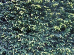 Yew (Taxus Baccata) Evergreen Bare Root Hedging Plants -Growhaus Zone l Yew 3