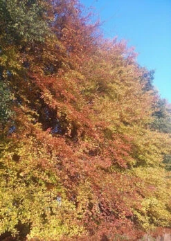 10 X Green Copper Beech Bare Root Hedging Plants Semi-Evergreen -Growhaus Zone l green beech 3 1