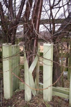 Rainbow Tree Defenders With Stakes - 120cm Tall - X10 -Growhaus Zone l s l500 1 3