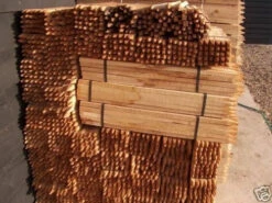 Rainbow Tree Defenders With Stakes - 75cm Tall - X10 9 Rainbow Tree Defenders With Stakes - 75cm Tall - X10 -Growhaus Zone l s l500 2