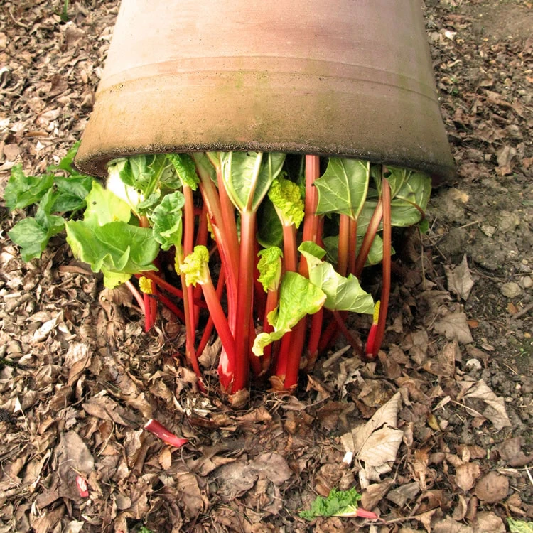 60cm Terracotta Rhubarb Forcer / Clay Cloche 4 60cm Terracotta Rhubarb Forcer / Clay Cloche - Image 2