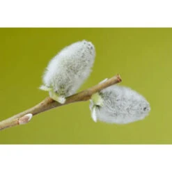 3-4ft White Willow (Salix Alba) Field Grown Bare Root Hedging Plants -Growhaus Zone s Willow 5