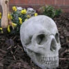 Skull Stone Garden Ornament Statue - GG11 -Growhaus Zone skull garden ornament