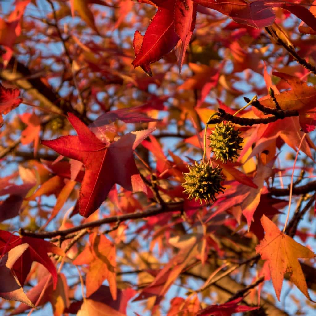 Growhaus Zone 14 Growhaus Zone -Growhaus Zone Sweetgum Leaves 1